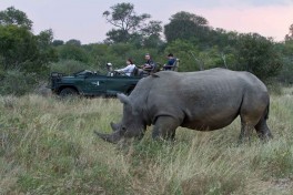 Rhino on game drive 