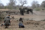 Elephants on foot 
