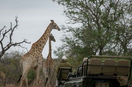 Giraffes on game drive 