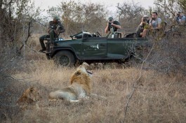 Two lions on game drive 