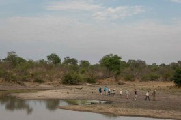 Walking safari 