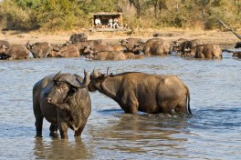 Buffalo herd 
