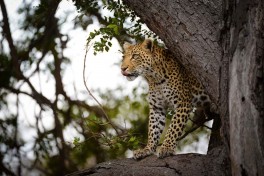 Leopard 