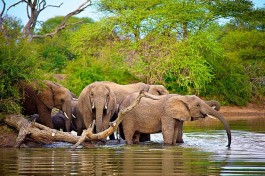 Elephant herd 