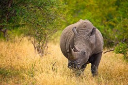Rhino 