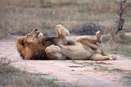 Lion 