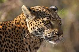 01h savuti leopard 