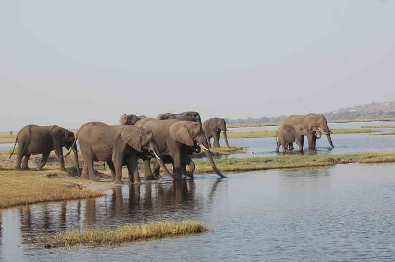Chobe elephants