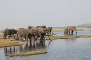 Chobe elephants