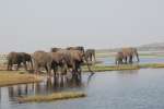 Chobe elephants 