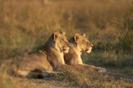 Khwai lions 