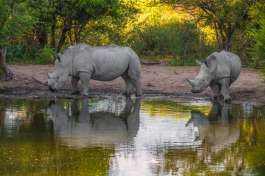 Mother white rhino with its calf, khama rhino sanctuary, serowe, botswana 
