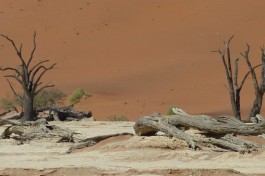 Deadvlei Namibia  