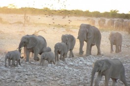 Etosha elephants 