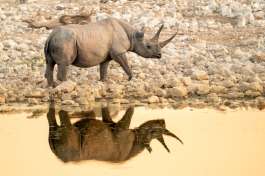 Etosha black rhino 