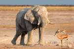 Etosha Elephant and Springbok 