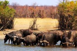 Cape buffalo hwange national park  