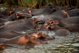 Kruger National Park Hippos 