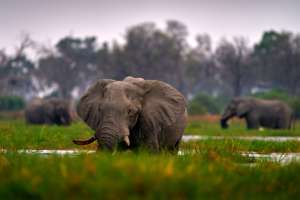 Elephants Khwai 
