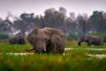 Elephants Khwai 