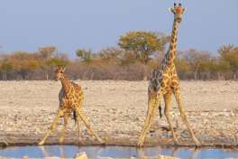 Etosha Giraffes 