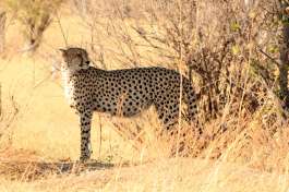 Cheetah, Hwange national park 