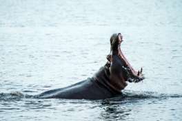 Chobe River Hippo 