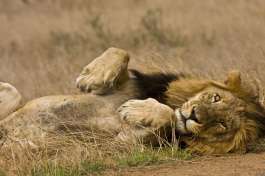 Lion, Kruger national park 