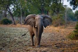 Elephant in South Luangwa national park (4) 
