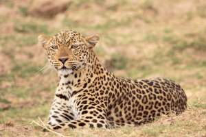 Leopard South Luangwa national park (3)