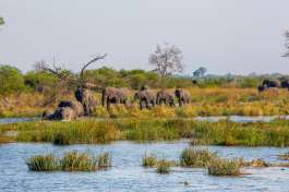 caprivi elephants  