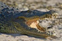crocodile chobe 