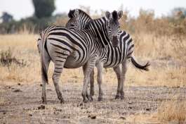zebras moremi 