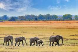 Elephants South Luangwa national park 