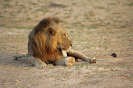 Lion south luangwa national park (2) 