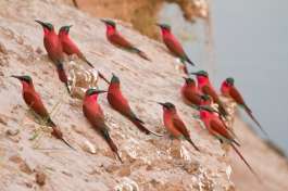 Southern carmine bee eater south luangwa 