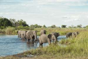 Okavango Delta Elephants