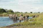 Okavango Delta Elephants 