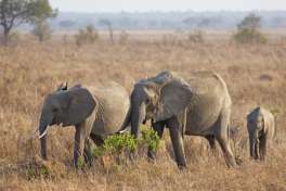 Elephants Mikumi National Park 