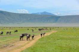 Wildebeest in Ngorongoro crater 