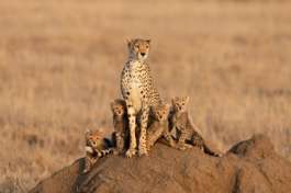 Cheetahs Serengeti 