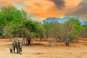 Elephants South Luangwa National Park