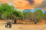 Elephants South Luangwa National Park 
