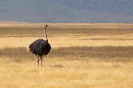 Ngorongoro crater Ostrich 