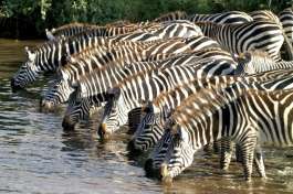 Zebras Mikumi national park 
