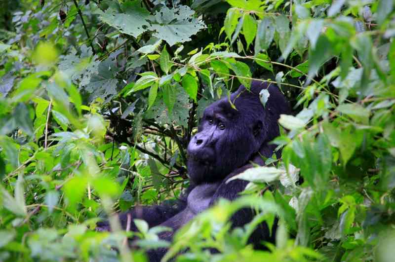 Gorillas