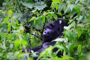 Gorillas