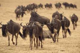 Wildebeest Serengeti 