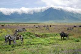 Zebras and wildebeest Ngorongoro crater 