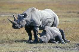 Black rhinos Ngorongoro 